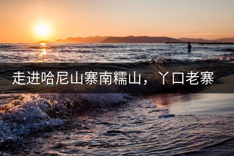 走進(jìn)哈尼山寨南糯山，丫口老寨普洱茶特點(diǎn)