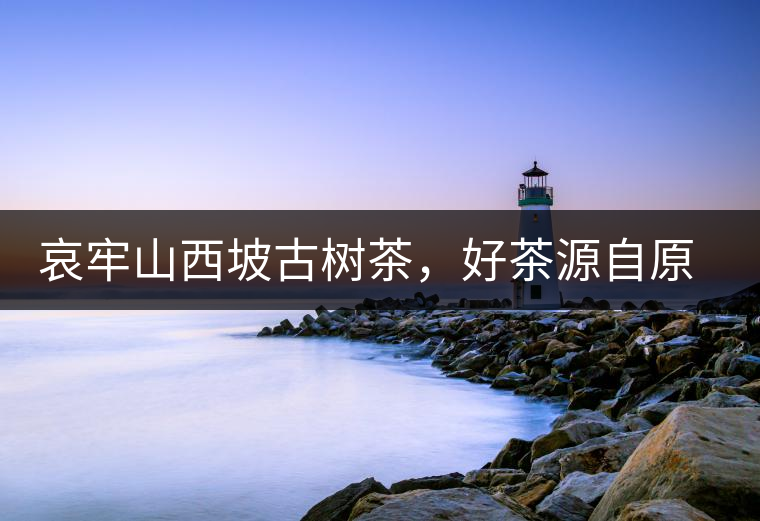 哀牢山西坡古樹茶，好茶源自原生態(tài)高山