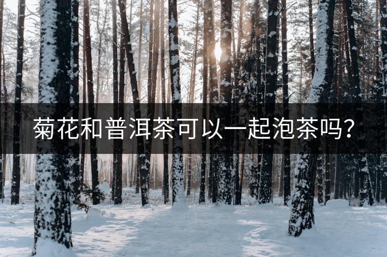 菊花和普洱茶可以一起泡茶嗎？