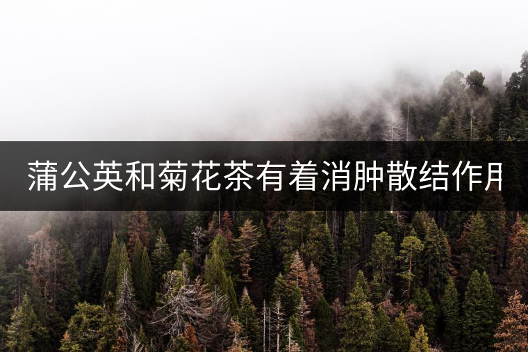 蒲公英和菊花茶有著消腫散結(jié)作用！