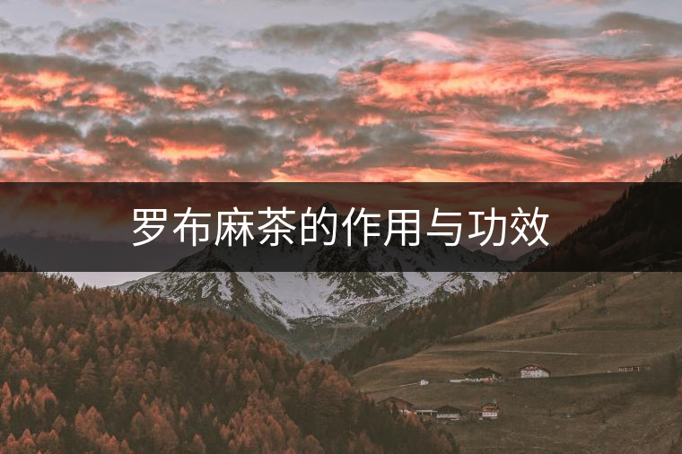 羅布麻茶的作用與功效 羅布麻茶的作用與功效