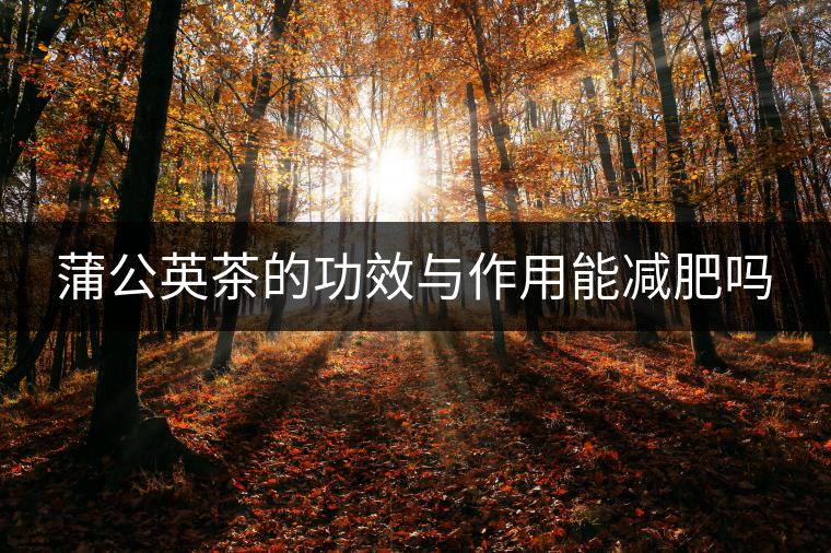 蒲公英茶的功效與作用能減肥嗎