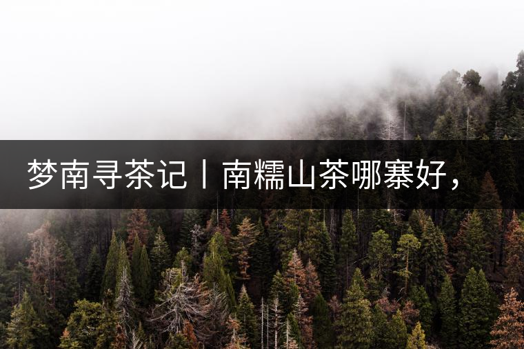 夢(mèng)南尋茶記丨南糯山茶哪寨好，半坡老寨數(shù)第一