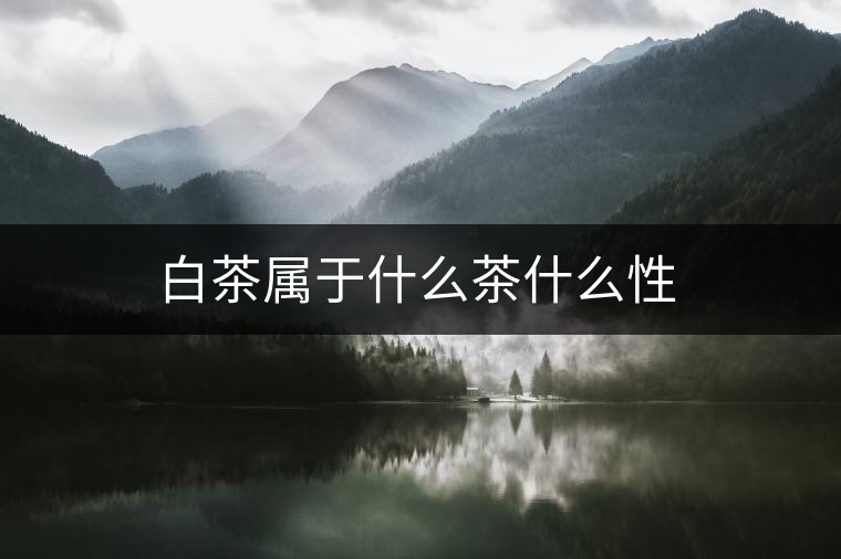 白茶屬于什么茶什么性 白茶屬于什么茶什么性
