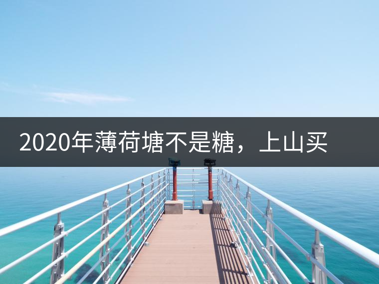 2020年薄荷塘不是糖，上山買茶除了帶鈔票還得搖號-易武中聘號