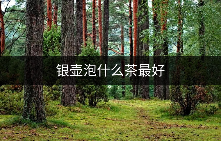 銀壺泡什么茶最好