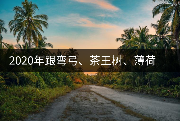 2020年跟彎弓、茶王樹、薄荷塘屬于同一山脈的神秘山頭-易武中聘號(hào)