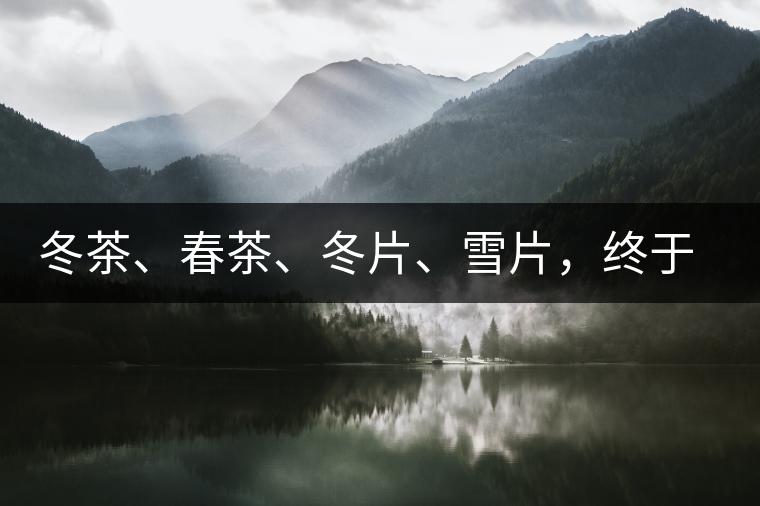 冬茶、春茶、冬片、雪片，終于分清楚了