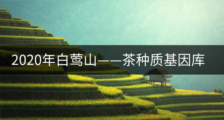 2020年白鶯山——茶種質(zhì)基因庫(kù)-易武中聘號(hào) 2020年白鶯山——茶種質(zhì)基因庫(kù)-易武中聘號(hào)