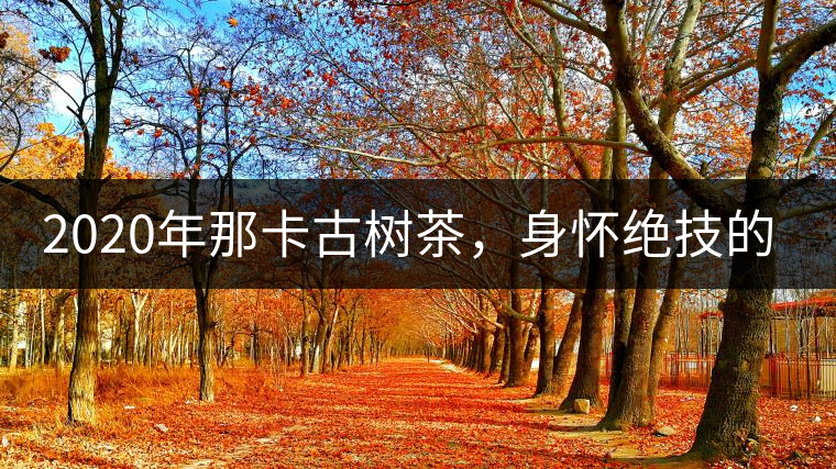 2020年那卡古樹茶，身懷絕技的“小班章” -易武中聘號(hào)