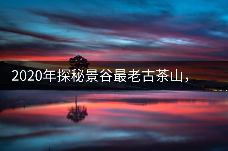 2020年探秘景谷最老古茶山，一個家族的興茶往事-易武中聘號