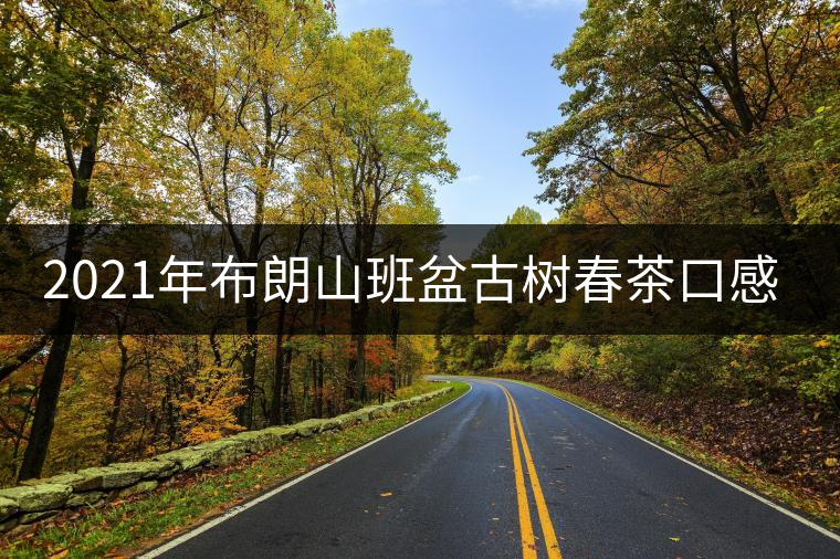 2021年布朗山班盆古樹春茶口感特點(diǎn)？