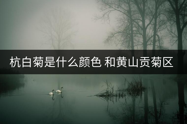 杭白菊是什么顏色 和黃山貢菊區(qū)別哪個好 杭白菊是什么顏色 和黃山貢菊區(qū)別哪個好