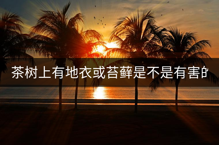 茶樹上有地衣或苔蘚是不是有害的？