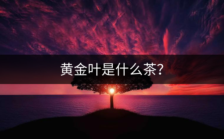 黃金葉是什么茶？
