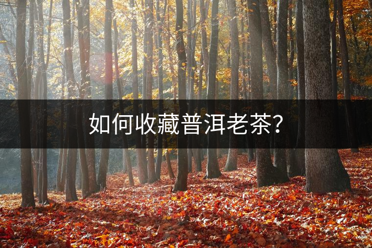 如何收藏普洱老茶？