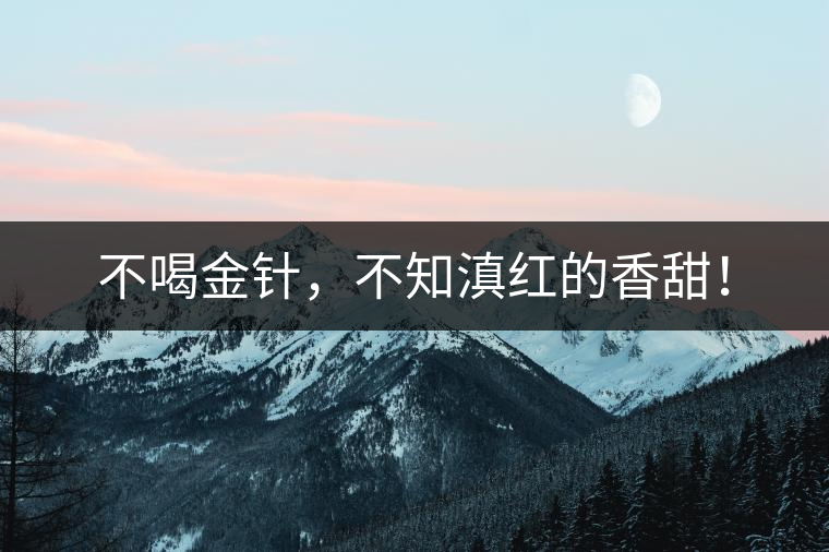 不喝金針，不知滇紅的香甜！