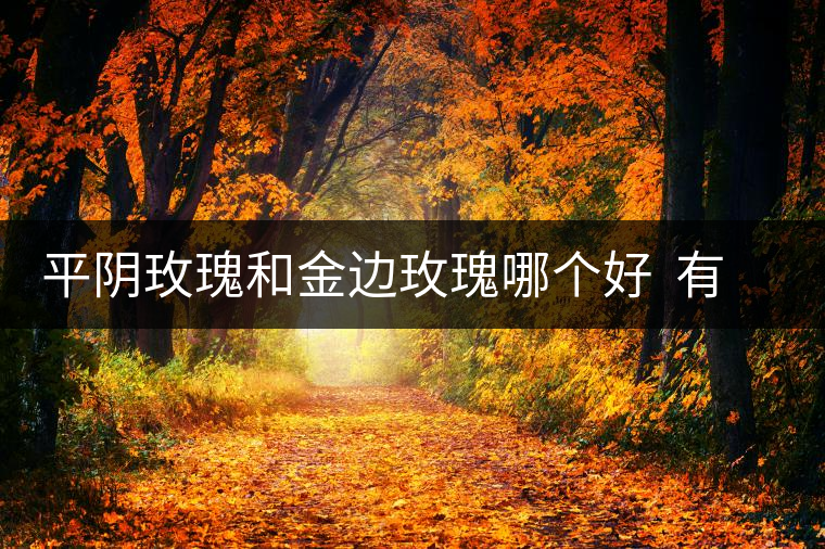 平陰玫瑰和金邊玫瑰哪個好 有什么區(qū)別 平陰玫瑰和金邊玫瑰哪個好 有什么區(qū)別