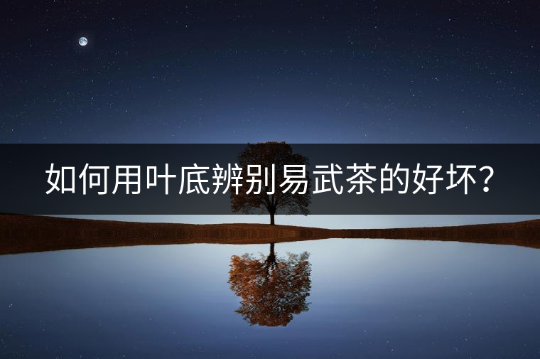 如何用葉底辨別易武茶的好壞？