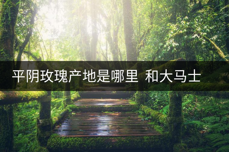 平陰玫瑰產(chǎn)地是哪里  和大馬士革玫瑰哪個好