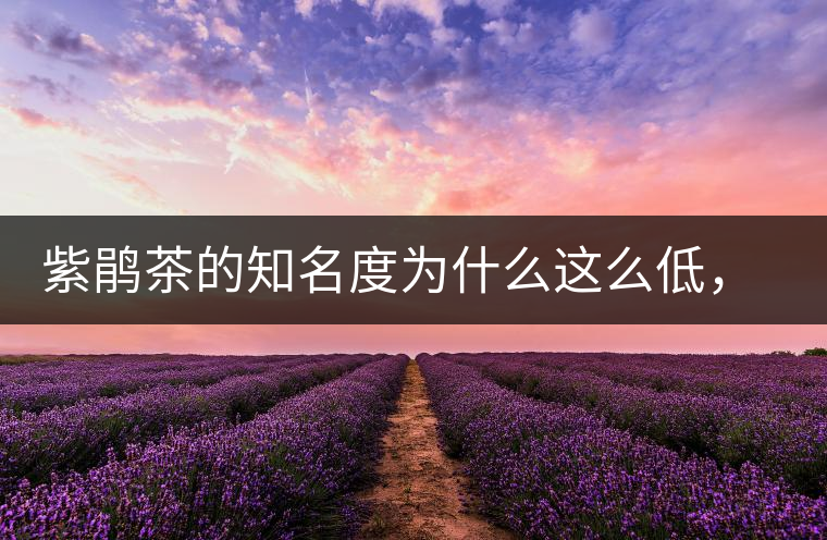 紫鵑茶的知名度為什么這么低，適合做成生茶還是熟茶？