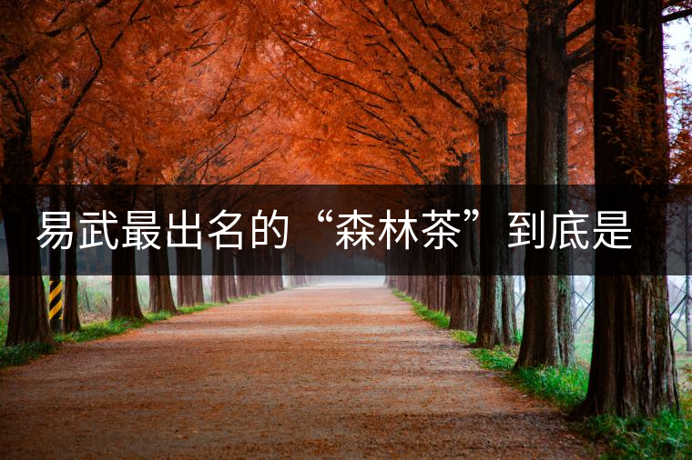 易武最出名的“森林茶”到底是什么茶？