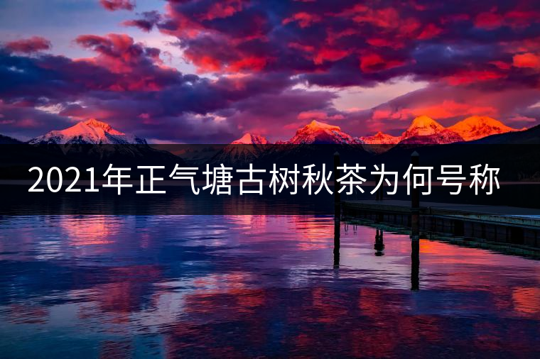 2021年正氣塘古樹秋茶為何號(hào)稱小冰島？