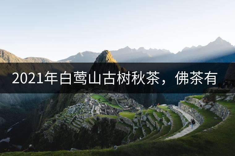 2021年白鶯山古樹(shù)秋茶，佛茶有什么魅力？