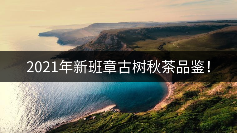 2021年新班章古樹(shù)秋茶品鑒！