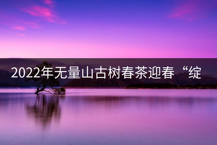 2022年無量山古樹春茶迎春“綻放”！