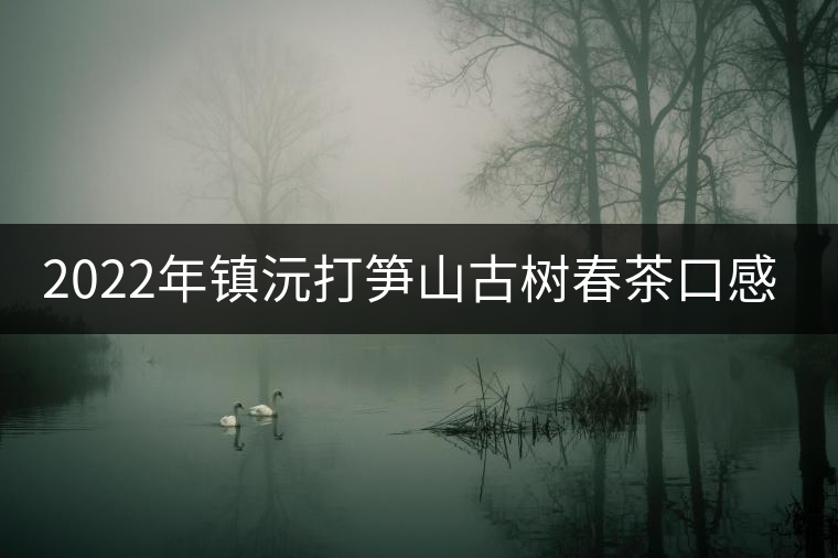 2022年鎮(zhèn)沅打筍山古樹春茶口感？