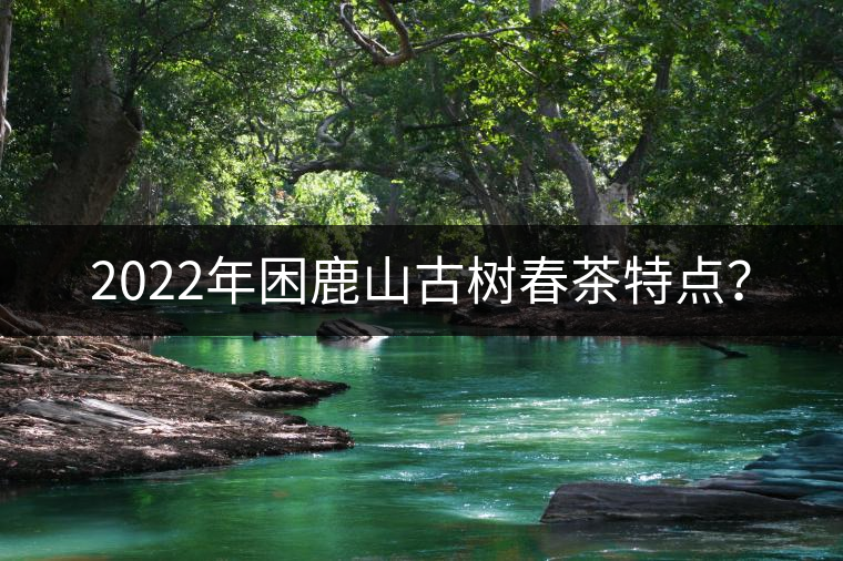 2022年困鹿山古樹春茶特點(diǎn)？
