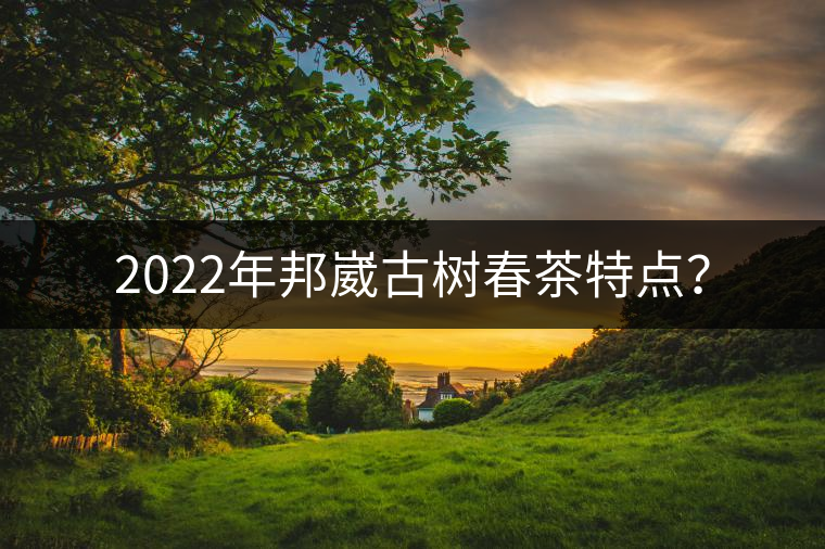 2022年邦崴古樹春茶特點(diǎn)? 2022年邦崴古樹春茶特點(diǎn)?