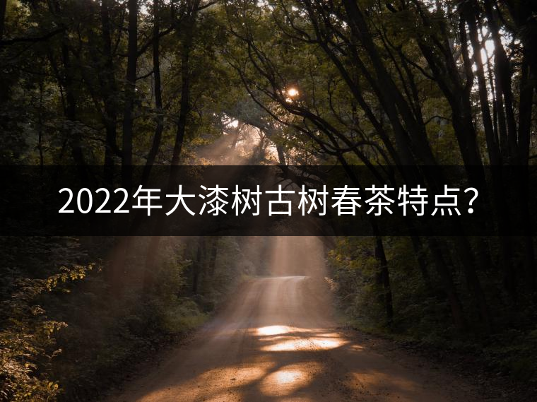2022年大漆樹古樹春茶特點(diǎn)？