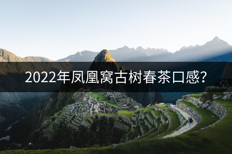 2022年鳳凰窩古樹春茶口感？