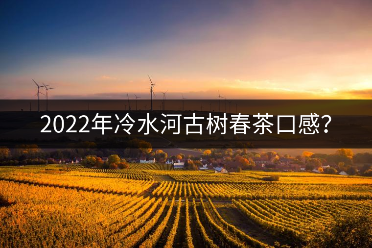 2022年冷水河古樹春茶口感？