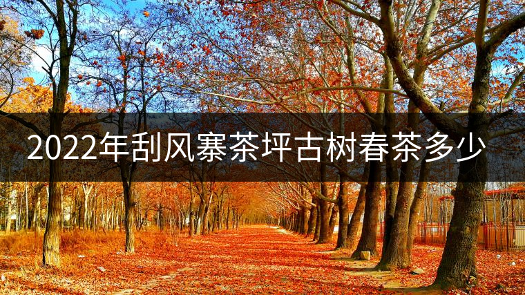 2022年刮風(fēng)寨茶坪古樹春茶多少錢一公斤？