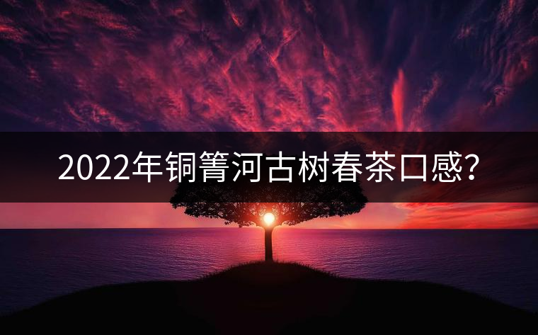 2022年銅箐河古樹春茶口感？