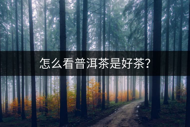 怎么看普洱茶是好茶？