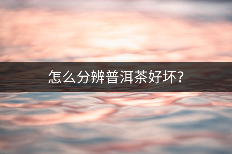 怎么分辨普洱茶好壞？