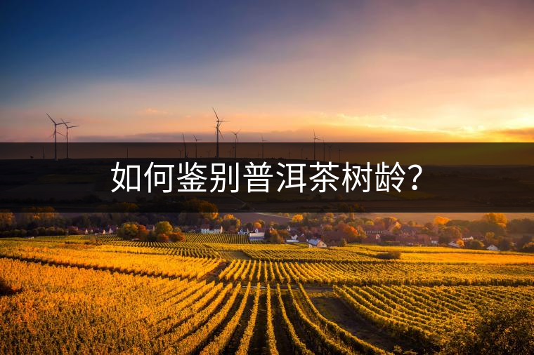 如何鑒別普洱茶樹齡？