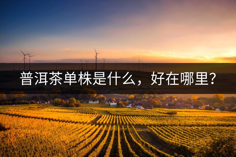 普洱茶單株是什么，好在哪里？