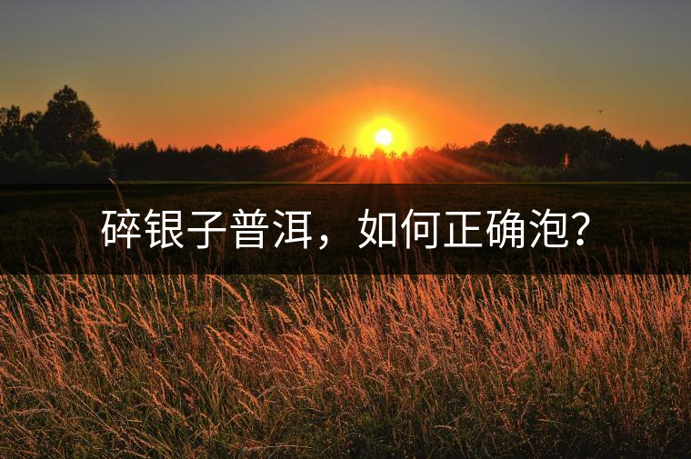 碎銀子普洱，如何正確泡？