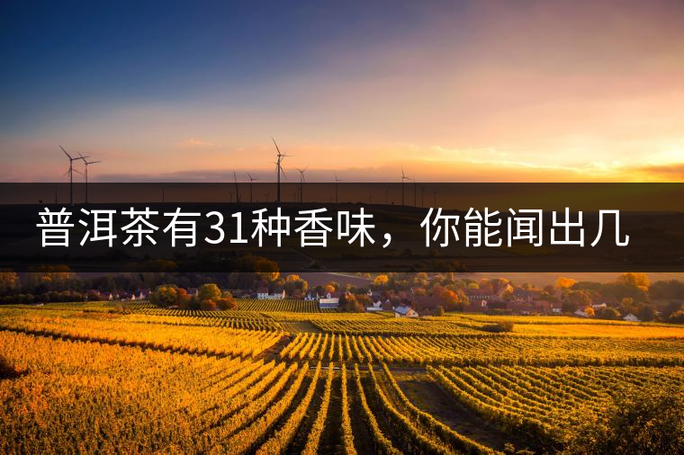 普洱茶有31種香味，你能聞出幾種來?