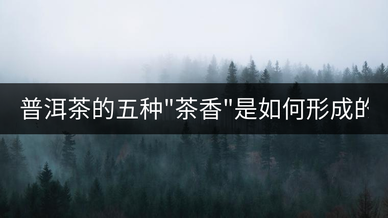 普洱茶的五種 普洱茶的五種