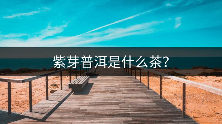 紫芽普洱是什么茶？