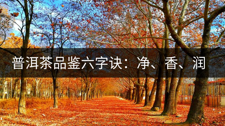 普洱茶品鑒六字訣：凈、香、潤、厚、甘、甜，帶你體驗普洱的魅力