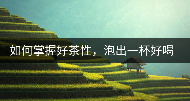 如何掌握好茶性，泡出一杯好喝的普洱熟茶？