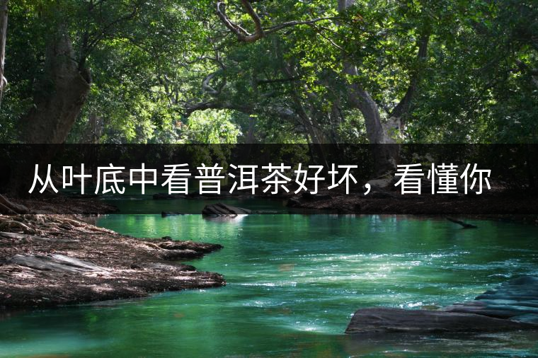 從葉底中看普洱茶好壞，看懂你就是真正的茶界高手！