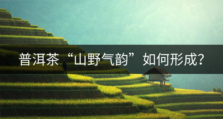 普洱茶“山野氣韻”如何形成？